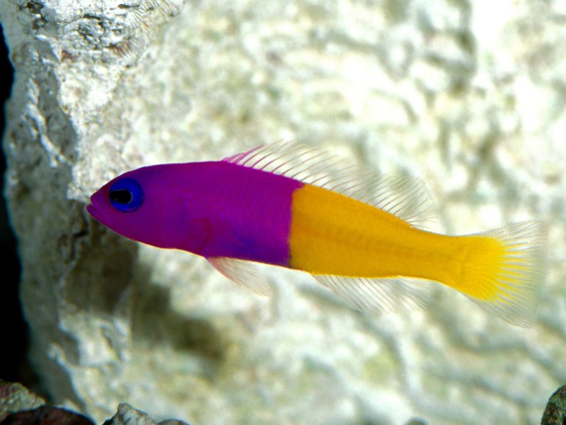 Royal Dottyback, Pacific