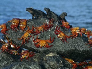 Sally Lightfoot Crabs And Marine Iguanas