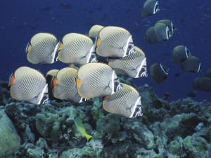 School Of Collared Butterflyfish, Thailand