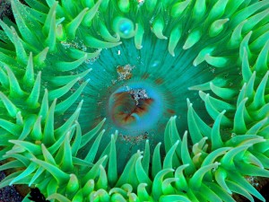 Sea Anemone