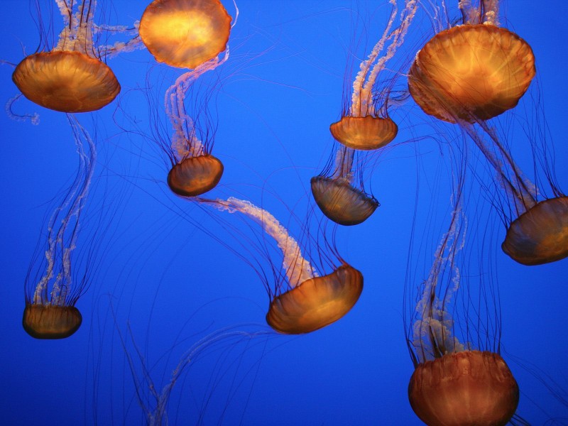Sea Nettles, Monterey Bay Aquarium, California
