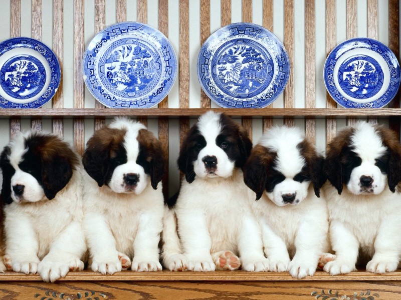 St Bernard Puppies Wallpaper