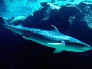 Tiger Shark Bahamas Wallpaper