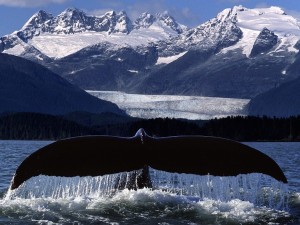 Whale Tail Wallpaper