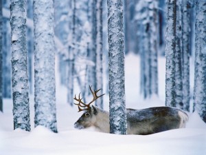 Snow Moose Wallpaper