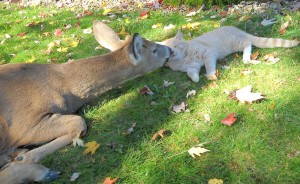 Cat Deer Kisses Wallpaper