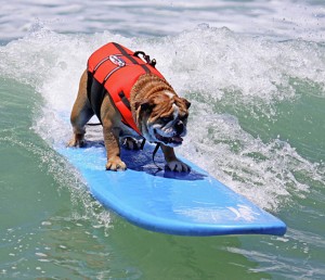 Dog Surfing Wallpaper