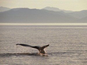Humpback Whale Tail Wallpaper