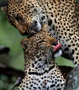 Tigers Bathe Wallpaper