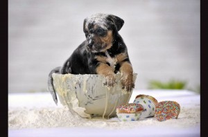 Yummy Dog Bowl Wallpaper