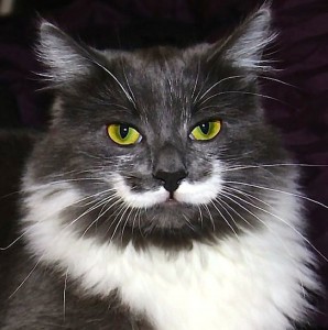 Cat Mustache Wallpaper