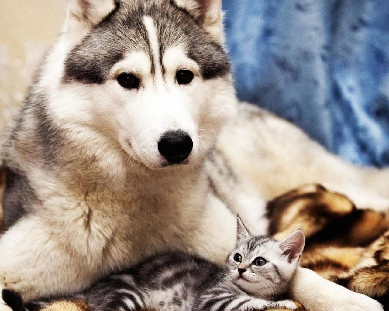 Dog Cat Cute Wallpaper-Free HD Animal Screen Savers