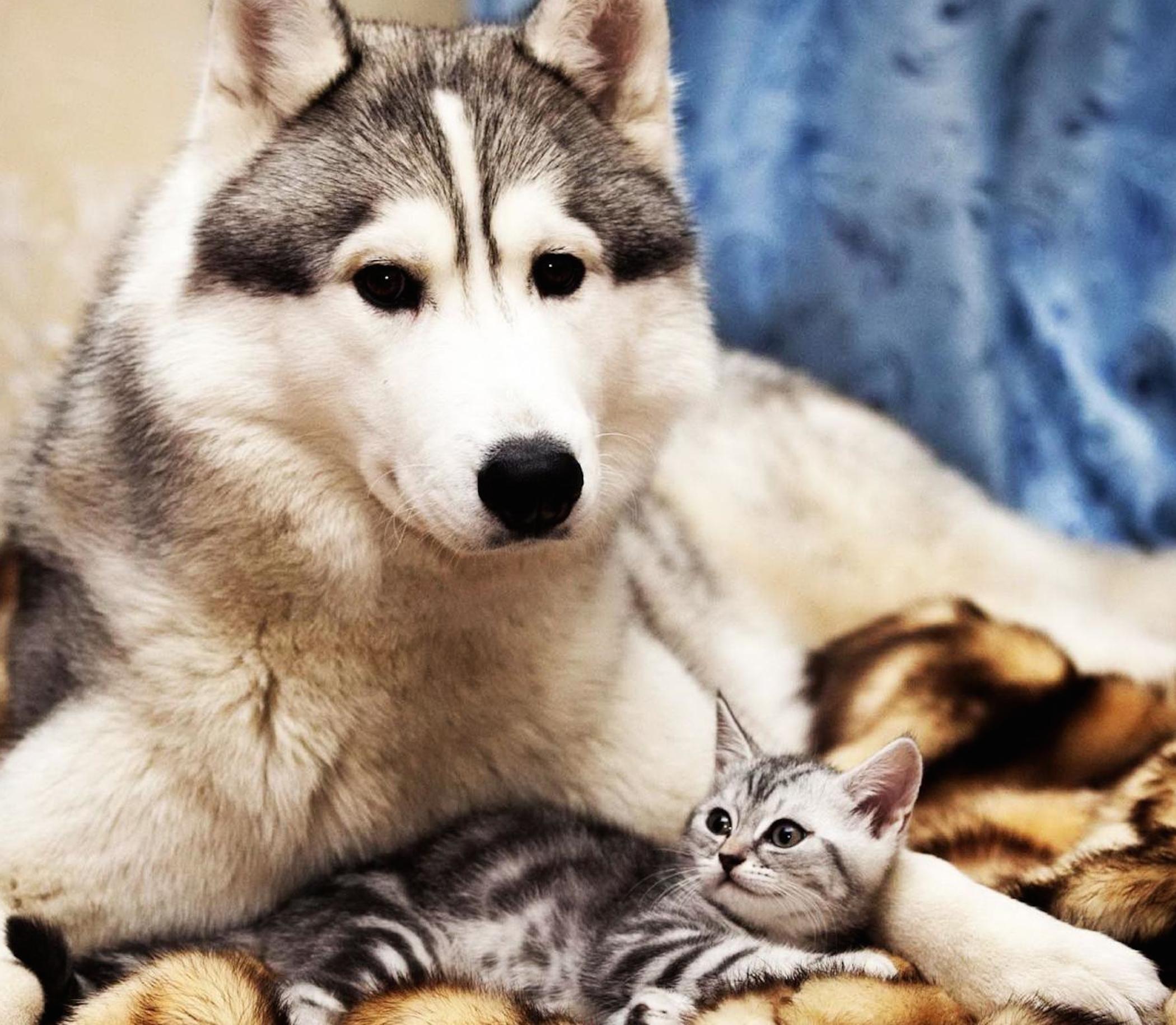 Dog Cat Cute Wallpaper-Free HD Animal Screen Savers