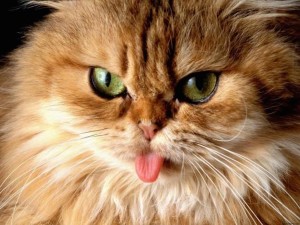 Funny Cat Wallpaper