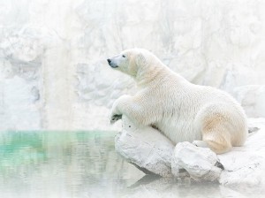 Polar Bear Wallpaper