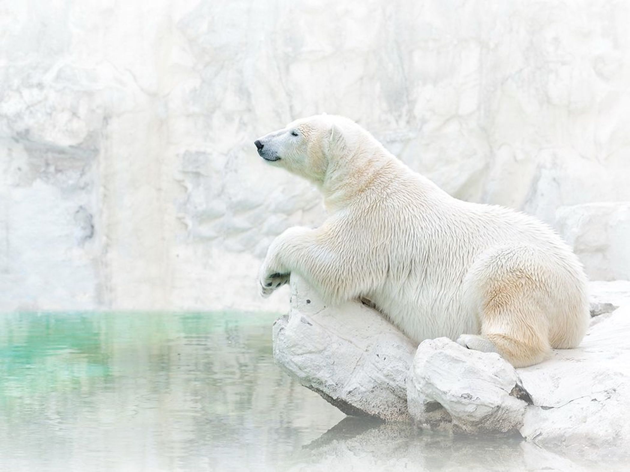 Polar Bear Wallpaper-Free HD Animal Downloads