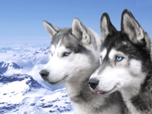 Siberian Husky Puppies Wallpaper