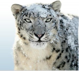 Snow Leopard HD Wallpaper