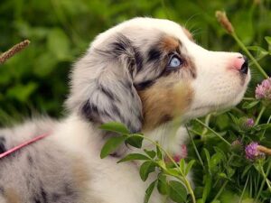 Australian Shepard Dog Wallpaper