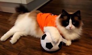 Cat Soccer Fan Wallpaper