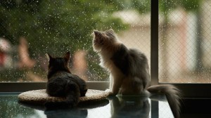 Cats Watching Raindrops Wallpaper