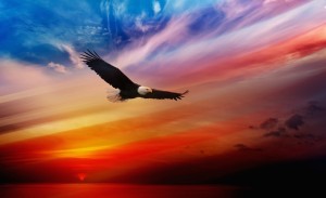 Eagle Soaring Wallpaper