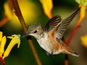 Hummingbird Kangaroo Paws Flowers Wallpaper