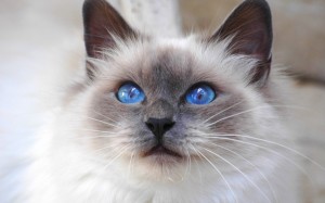 Birman Blue Eyed Cat Wallpaper