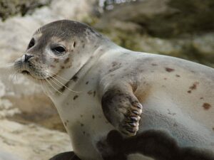 Arctic Seehund German Seal Wallpaper