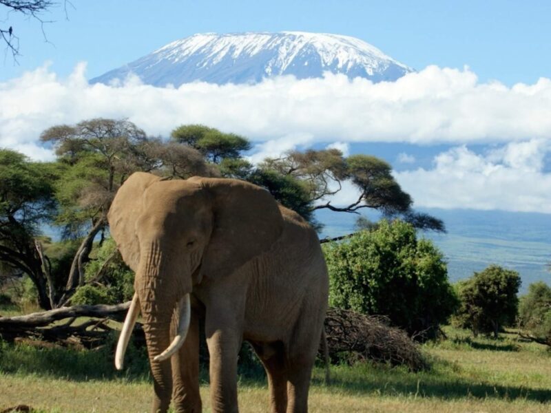Mount Kilimanjaro Safari Wallpaper