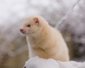 Albino Ferret Snow Wallpaper