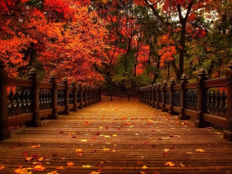 Autumn Park Bridge Wallpaper