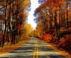 Autumn Road HD Wallpaper