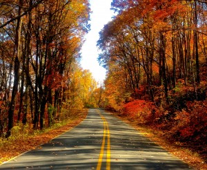 Autumn Road HD Wallpaper