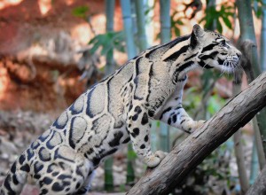 Clouded Leopard Big Cat Wallpaper