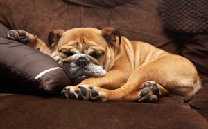 English Bulldog Sleeping Wallpaper