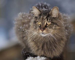 Long Haired Cat Enjoying Snowflakes Wallpaper