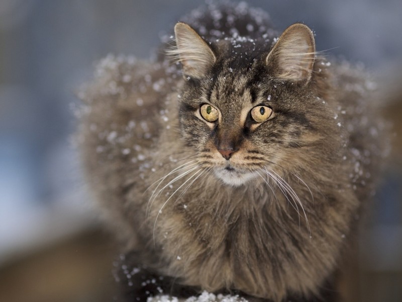 Long Haired Cat Enjoying Snowflakes Wallpaper