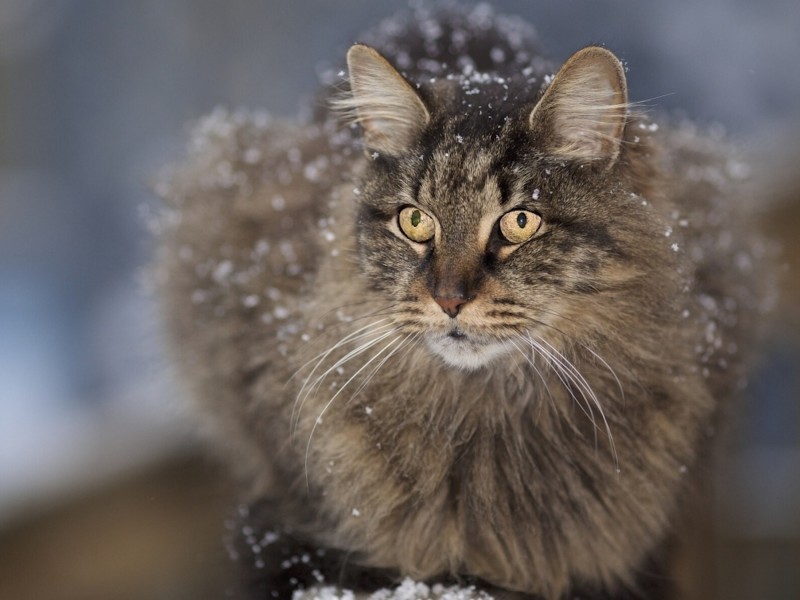 long-haired-cat-enjoying-snowflakes-wallpaper-800x600.jpg