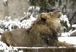 Male Lion Winter Wallpaper