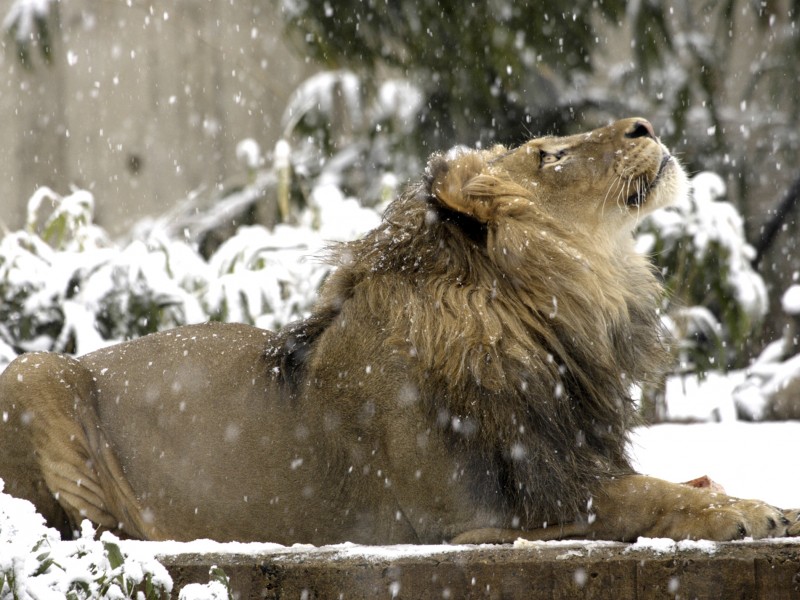 Male Lion Winter Wallpaper