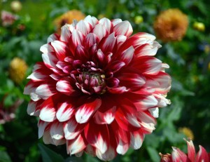 Red-White Dahlia Flower Wallpaper