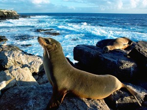 Sea Lion Sunbathing Wallpaper