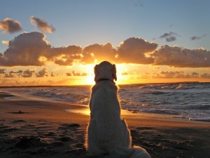 Dog Reflects Wallpaper