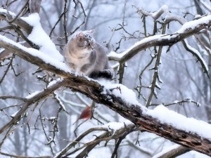 Snowy Cat Wallpaper