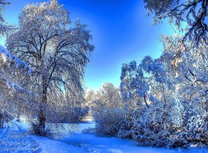 Snowy Trees HD Wallpaper