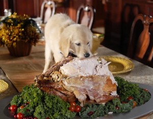 Thanksgiving Puppy Dinner Wallpaper