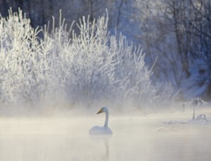 Winter Whooper Swan HD Wallpaper