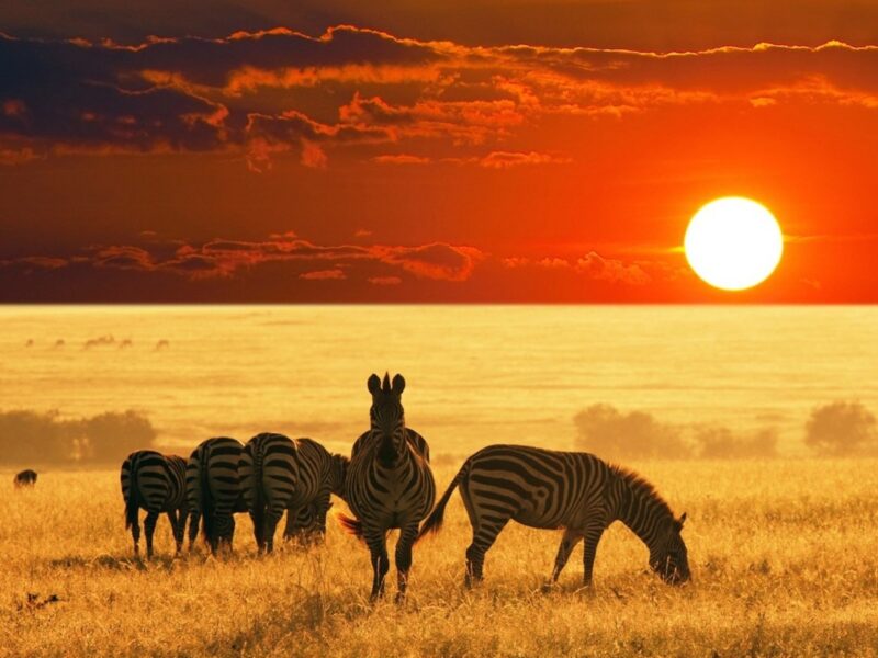 African Safari Zebras Wallpaper