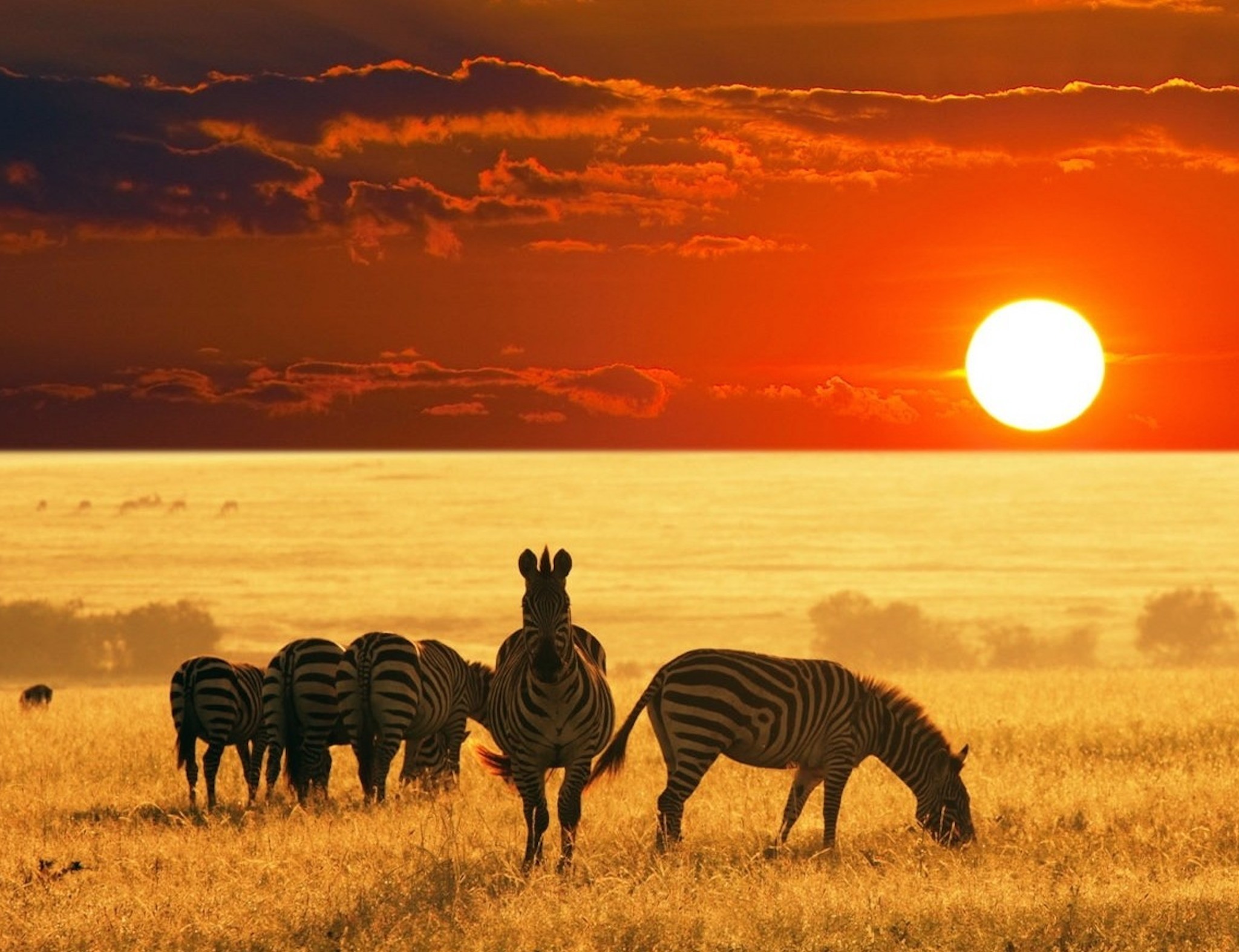 zebra safari images